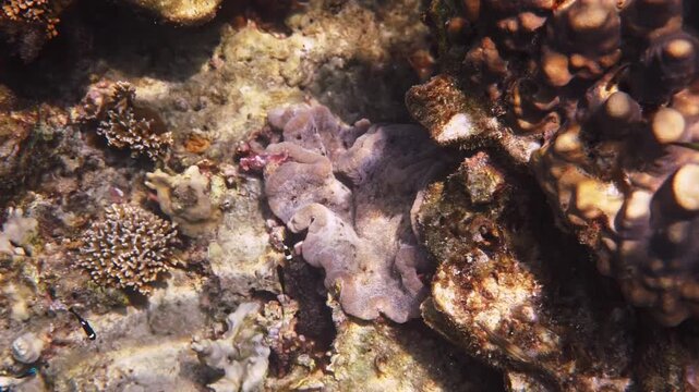 Clark's anemonefish swimming over purple sea anemone, Amphiprion clarkii in coral reef habitat, underwater marine wildlife, biodiversity background