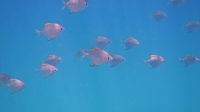 Silver moonyfish swimming in open blue water, Monodactylus argenteus school in natural habitat, marine biology research, tropical snorkeling visuals