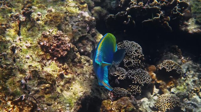 Blue parrotfish swimming near rocky reef, Sparisoma viride foraging among sea urchins, tropical marine biodiversity, underwater wildlife scene for nature conservation
