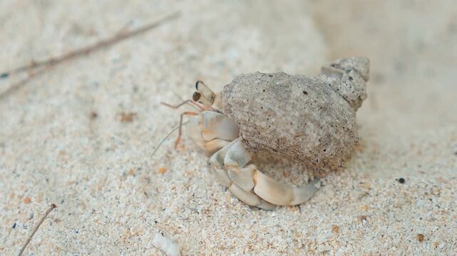 Hermit crab, Coenobita, crawling on white sand beach, coastal marine life behavior, tropical island environment, natural travel and wildlife background