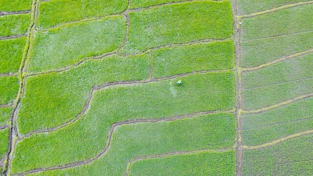 High angle drone shot of a farmer working and spraying crop protector in beautiful green terraced paddy fields of Flores, Indonesia.
