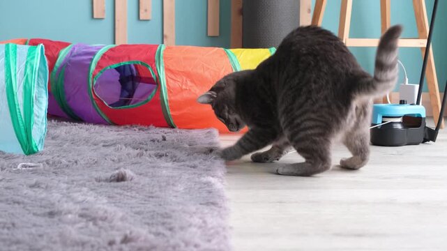 cute tabby cat playing with colorful pet tunnel and interactive electric moving string catching toy