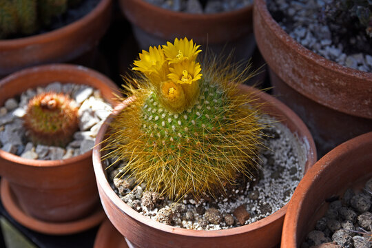 Yellow-flowering notocactus in a pot