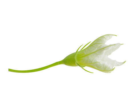 Calabash or Lagenaria siceraria flowers isolated on a white background