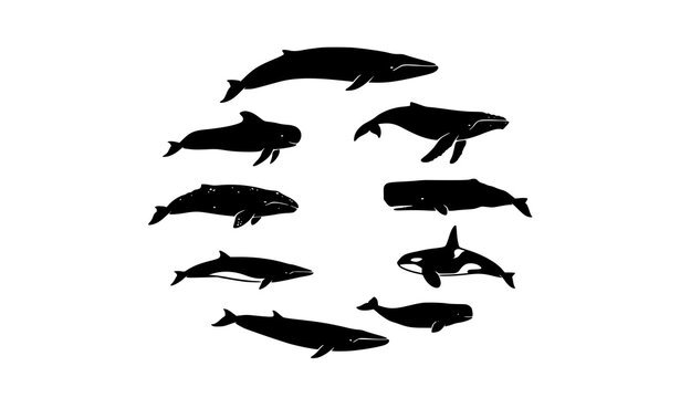 Whale Vector Set Marine Species Silhouette Illustration Collection