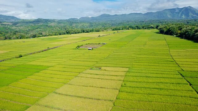 Scenic high angle view of vast geometric paddy fields with shades of green and yellow under a cloudy sky in rural Flores, Indonesia.
