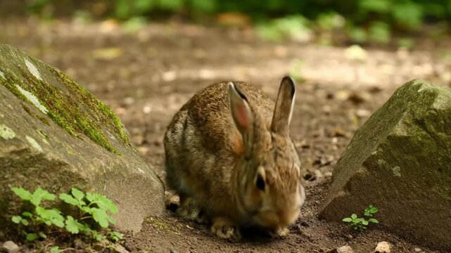 A furry brown wild rabbit alert and curious in its natural woodland habitat exploring the forest floor