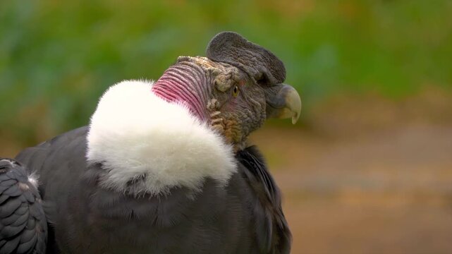 Close-up Side Profile Headshot of a Majestic Andean Condor