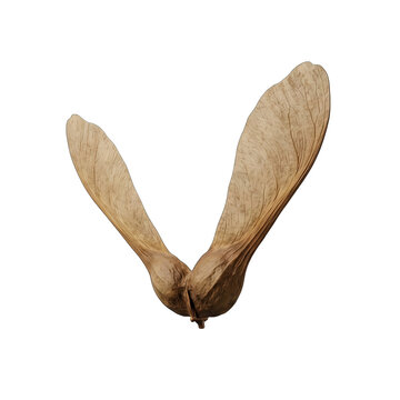 Single Maple Samara Seed