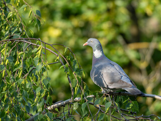 Fototapeta premium Birds of Spring - Wood Pigeon in Duesseldorf Germany in Tree