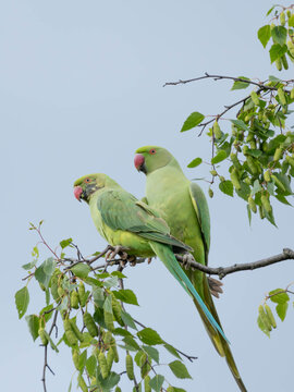 Birds in Spring - Ring Necked Parakeet Pair - Birding Mating in Tree
