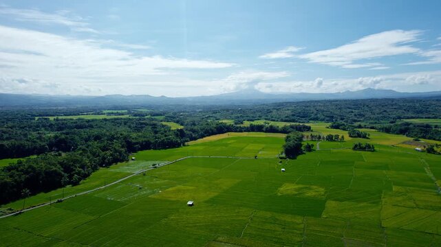 High angle drone shot flying straight over beautiful green paddy fields bordered by dense tropical trees under a cloudy blue sky.
