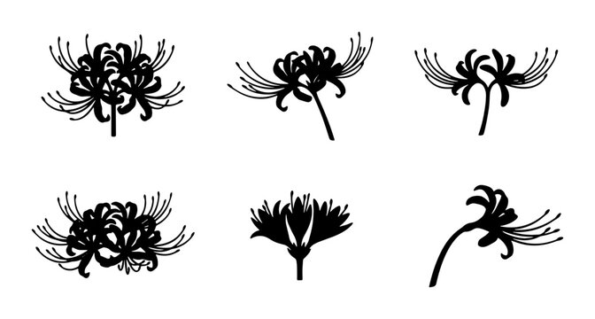 Black Silhouette Lycoris Radiata Flowers, Spider Lily Vector Illustrations, Elegant Floral Elements for Design