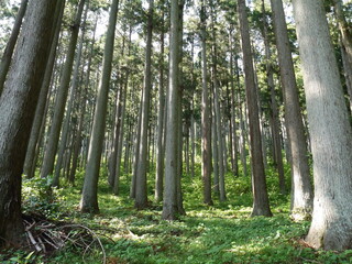 まっすぐ伸びる杉林に木漏れ日がさしてます。 © 聡 桜庭