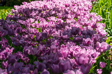 Obraz premium Dutch purple colored tulips in close up view during spring time with detailed bokeh background
