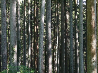 まっすぐ延びる杉林に木漏れ日がさしてます。 © 聡 桜庭