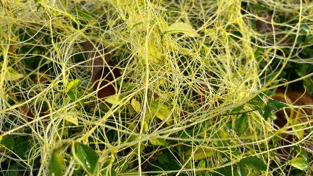 Close-up of dodder plant Cuscuta parasitic vine twining over green leaves, detail of yellow tendrils in natural light.