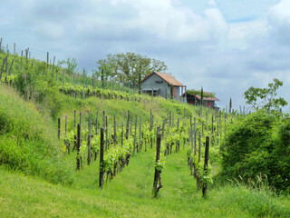 Obraz premium Ihringen Kaiserstuhl Germany Vineyard on a Hillside