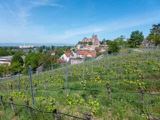 Obraz premium Breisach St. Stephen's Cathedral Vineyard overlooking European t