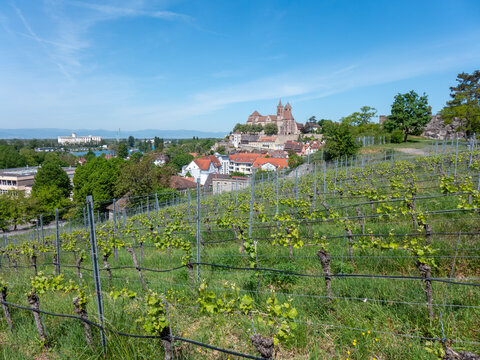 Breisach St. Stephen's Cathedral Vineyard overlooking European t