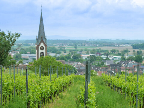 Ihringen Kaiserstuhl Germany Vineyard View overlooking a Histori