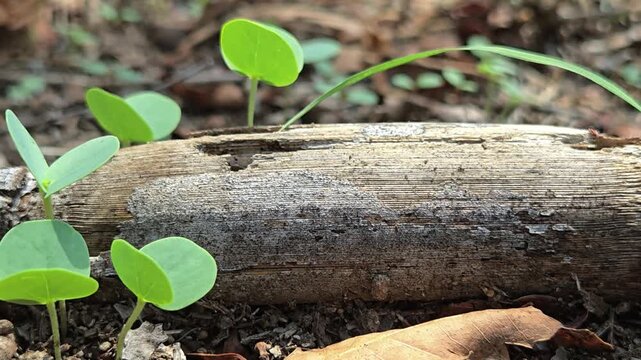 Green sicklepod seedlings sprout with rounded leaves near a decaying log. They form a soft, swaying carpet over the forest floor undergrowth as a gentle breeze blows through the quiet woods.