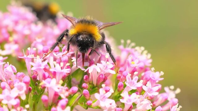 Macro shot of a bumblebee gathering nectar from bright pink flowers