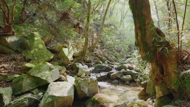 新緑の美しい森を流れる清らかな渓流と苔むした岩肌（佐賀県鳥栖市・御手水の滝）