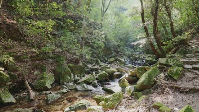 新緑の美しい森を流れる清らかな渓流と苔むした岩肌（佐賀県鳥栖市・御手水の滝）