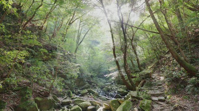 新緑の美しい森を流れる清らかな渓流と苔むした岩肌（佐賀県鳥栖市・御手水の滝）