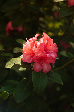 rose rododendron 
