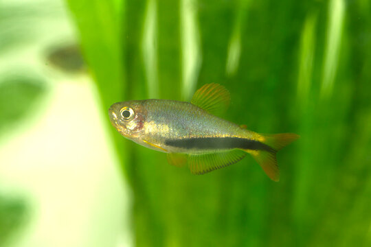 Inpaichthys luizae is described in 2025 from tributaries of the Rio dos Peixes basin, a tributary of the Rio Juruena basin in central Brazil.  New aquarium fish.