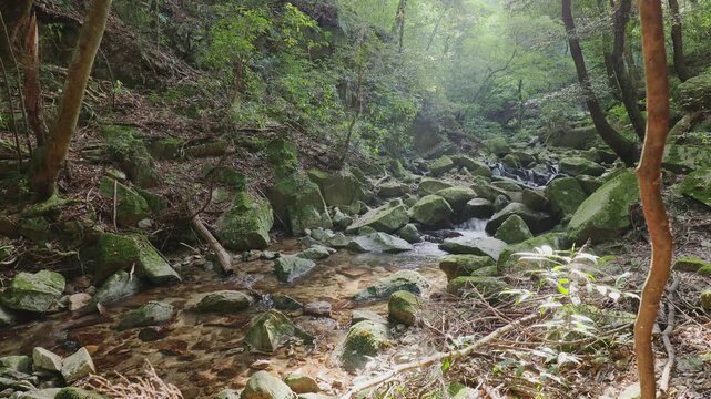 新緑の美しい森を流れる清らかな渓流と苔むした岩肌（佐賀県鳥栖市・御手水の滝）