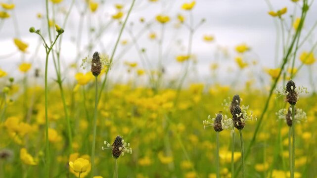 Blooming meadow buttercups and plantain inflorescences.