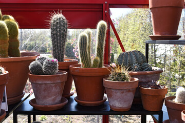 A collection of exotic cacti in pots © Grzegorz Lenkiewicz