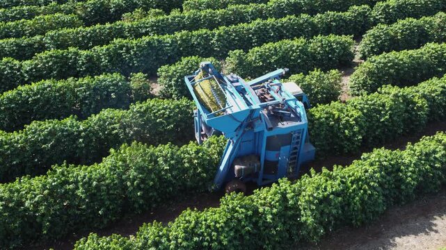 Coffee Harvesting Machine Working on Coffee Plantation