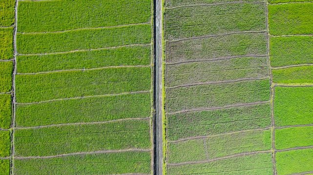 Overhead drone shot looking straight down at a long narrow canal cutting through neat geometric green paddy fields in Flores, Indonesia.
