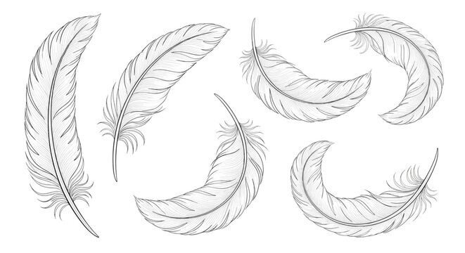 Detailed set of various bird feather illustrations drawn in a black and white vintage sketch style with intricate textures and shapes.