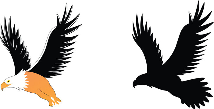 Black and orange of bird wings spread wide