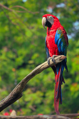 Fototapeta premium Scarlet macaw parrot perched on a branch with green foliage background tropical psittaciforme colorful perching