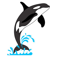 Orca Killer Whale Jumping Water Splash Cartoon Vector Illustration - Animal Illustration Isolated on Transparent Background © Hari
