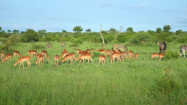 Large herd of impala antelopes grazing in the wild African savanna
