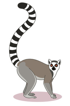 Ring-Tailed Lemur Standing - Animal Illustration Isolated on Transparent Background