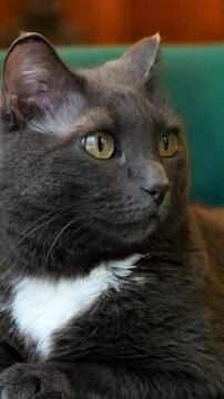 Calm feline repose. Peaceful grey feline resting peacefully nearby. Relaxed grey cat with white patch lounging in warm light. Serene grey pet lying calmly on teal cushion in quiet living space