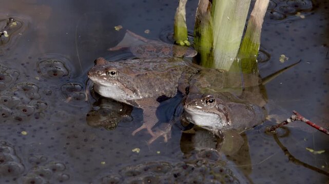 European common frogs (Rana temporaria), also widely known simply as common frogs or grass frogs, surrounded by their freshly laid frog spawn in a shallow wetland environment in spring, Niskala, Helsi
