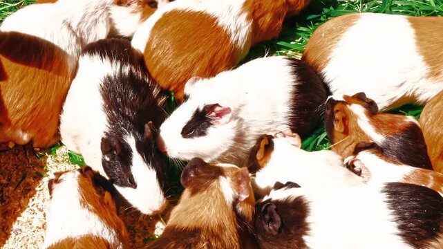 Close up of multi-colored guinea pigs huddled together and feeding