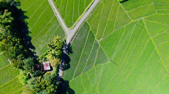 Drone top down view of lush green terraced rice fields with a small road and house in rural Flores, Indonesia.

