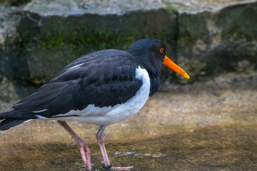 Obraz premium Eurasian Oystercatcher Standing on Coastal Shoreline.