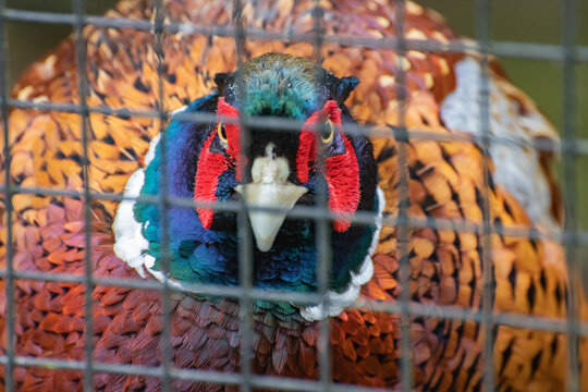 Male Ring-Necked Pheasant with Colorful Plumage in Nature