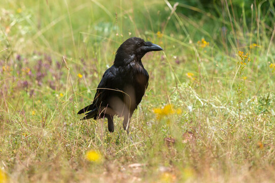 Grand Corbeau,